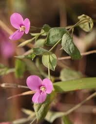 Image result for Canscora diffusa