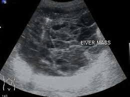 Medical and health in waikanae, new zealand. Ultrasound Scanning In Animals Ponsonby Vet And Herne Bay Vet Nz