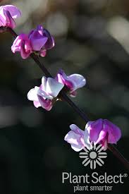 Image result for Lablab