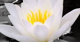 White Water Lily Flowers Pond Portrait 720x1280 Wallpaper Water Lily Water Lily Wallpaper Lily Flower
