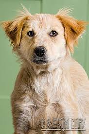 The breed is great with families and behaves beautifully with children. Owensboro Ky Golden Retriever Meet Fawn A Pet For Adoption