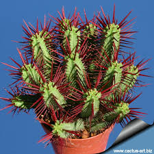 It is a globe cactus with very long, white spines. Euphorbia Enopla