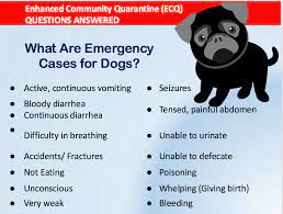Maybe you would like to learn more about one of these? 10 Metro Manila Veterinary Clinics Still Open To Accommodate Our Pets Needs During Quarantine