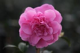 Camellia Williamsii Debbie Camellia Pink Flowers Plants Flowers