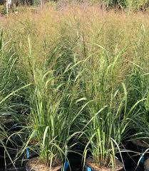 Image result for Panicum