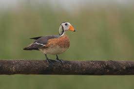 Image result for Anisopappus burundiensis