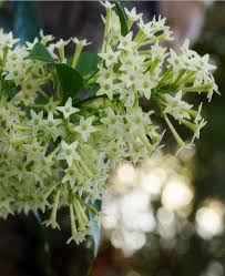 Image result for Cestrum nocturnum