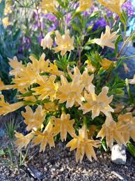 Image result for Monodora grandidieri