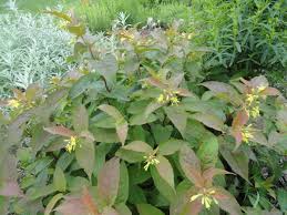 One of the reasons dwarf bush honeysuckle is good at holding slopes in place is its ability to expand by sending out root runners that both hold the soil, and pop up to produce a new shrub, filling in the. Diervilla Lonicera Dwarf Bush Honeysuckle Plants Shrubs Honeysuckle Flower