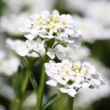White Flowers Alyssum Flowers Alyssum Tiny White Flowers