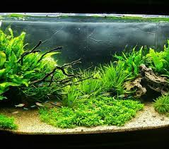 Aquascape With Cardinal Tetras And Rummynose Tetras By Diy Aqua Pros Aquascape Aquarium Aquascape Freshwater Aquarium