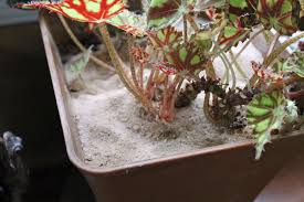 In general, taking care of houseplants does not carry with it all the risks and hassles of keeping outdoor plants healthy. How To Get Rid Of Those Gnats Flying Over The Houseplants Gardening Q A Pennlive Com