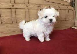 How much are maltese puppies? Mini Maltese Puppies For Sale Near Me Teacup Maltese Puppies Breeder In 2021 Teacup Puppies Maltese Maltese Puppy Teacup Puppies