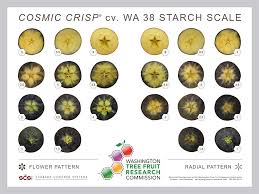 an inside look at wa 38 good fruit grower