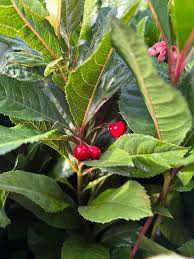 Image result for Ardisia