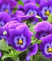 Pansy The Flower Expert Flowers Encyclopedia Purple Flowers Beautiful Flowers Pansies