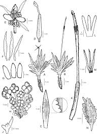 Image result for Blyxa hexandra