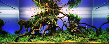 We had another outstanding year with almost 600 different aquascapes entered in the various categories so, without further ado, enjoy this year's aquascapes! Aga Aquascaping Contest Delivers Stunning Freshwater Views Reef Builders The Reef And Saltwater Aquarium Blog