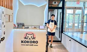 Inspira adopciones felinas café en Queens