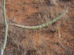 Image result for Cynanchum viminale