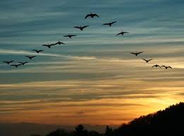 Birds Fly South For The Winter Nature S Version Of Social Collaboration When Canadian Geese Migrate They Fly In A V Formation To Move Quickly And Fly Longer As T Bird Migration Birds Bird Pictures