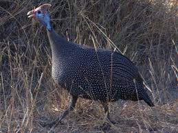 Seorang turki, yang menelan burung tradisional dimakan di thanksgiving atau natal. Ayam Mutiara Wikipedia Bahasa Melayu Ensiklopedia Bebas
