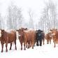 2025 Bovine Client Seminar - Dawson Creek Vet Clinic event image