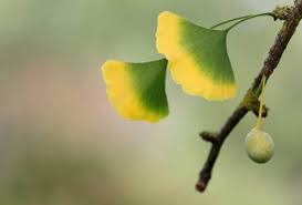 These 'fruits' contain butanoic acid and smell rancid when they fall to the ground. Ginkgo Leaves And Fruit Maidenhair Tree Ginkgo Tree Plants