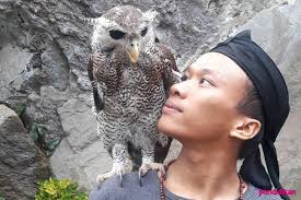 Check spelling or type a new query. Memelihara Burung Hantu Keunikan Dibalik Nama Seramnya