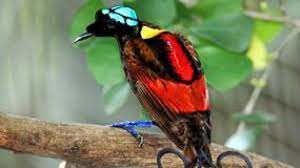 We did not find results for: 17 Native Animals In Indonesia Characteristics Factsofindonesia Com
