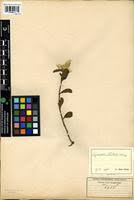 Image result for Pandiaka welwitschii