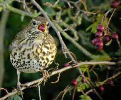 vogels in de tuin lijster vogels prachtige vogels vogel voeder