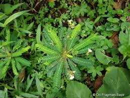 Image result for Biophytum crassipes