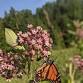 Little Explorers: Caterpillars & Butterflies