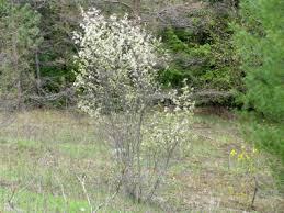 Closed sunday july 4, 2021. Saskatoon Identification Leaves Bark Habitat Amelanchier Alnifolia