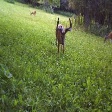 Clover is fairly easy to grow and maintain and deer love its high protein levels. Trophy Clover Mix Antler King