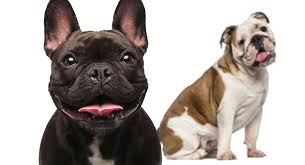 The dog became a symbol of great britain and became especially popular. Bulldog Breeds Which Types Make The Very Best Pets