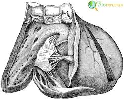 Here's the complete overview of anatomy and physiology coloring workbook global edition pdf: Top 10 Anatomy Physiology News In 2020 Biology Explorer