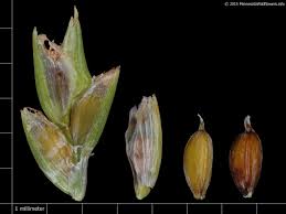 Image result for Cyperus pseudoleptocladus