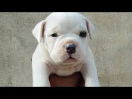 5 months old american bully/white huge puppy. Pure White American Bully Male For Sale Jsk Pets Youtube