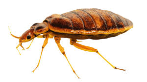 We service residential, commercial and retail. Bed Bugs Removal Sydney 140