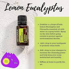 Shop for lemon eucalyptus essential oil at walmart.com. Lemon Eucalyptus Oil DÅterra Essential Oils In 2021 Lemon Eucalyptus Essential Oil Lemon Eucalyptus Oil Lemon Eucalyptus