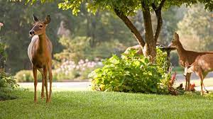 Some deer resistant annual flowers serve up leaves with a bristly texture that delivers a nasty texture to a hungry deer mouth. Deer Resistant Trees And Shrubs No More Deer Repellent Arbor Day Blog
