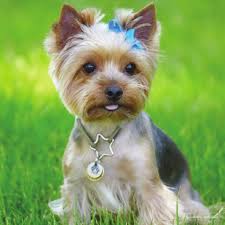 Your Best Choice for a