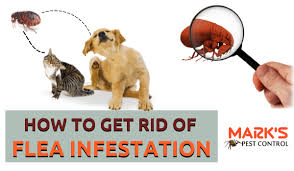 Frankly speaking you are not the one who is frustrated with the efforts to treat flea infestation. How To Get Rid Of Fleas Cause And Top 8 Flea Home Remedies