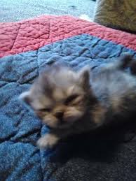 Sawyer, east sussex, uk very well written and good info, very helpful and fun to read about munchkins and. Persian Munchkin Kittens Forsale Memphis Tn