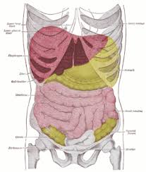 Visceral Manipulation Sandpoint Wellness Council