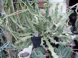 Image result for Euphorbia persistentifolia