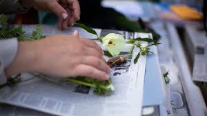 Image result for Stemodiopsis