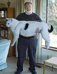 Funmozar Cat World Records Cats Cute Animals Funny Cats